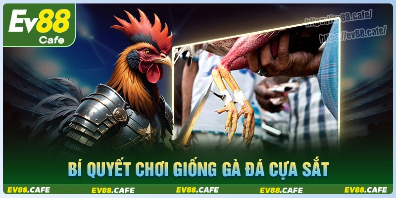 Bí quyết chơi đá gà cựa sắt đổi thưởng dễ thắng nhất